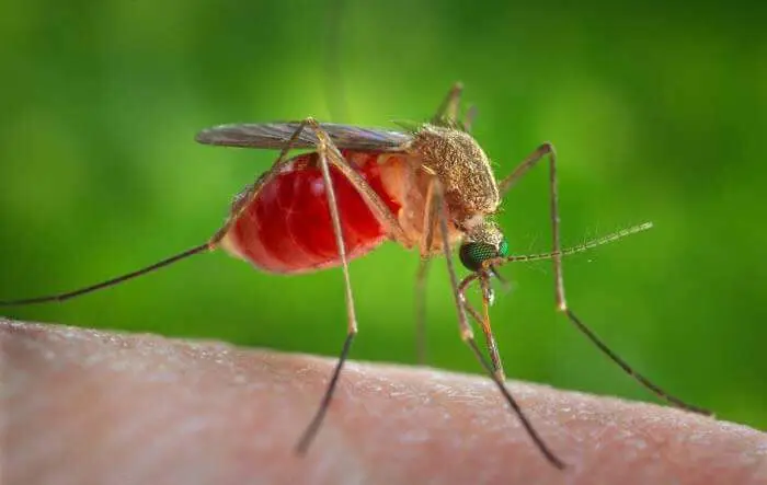 Mosquitoes and summer insects in Northwest Arkansas