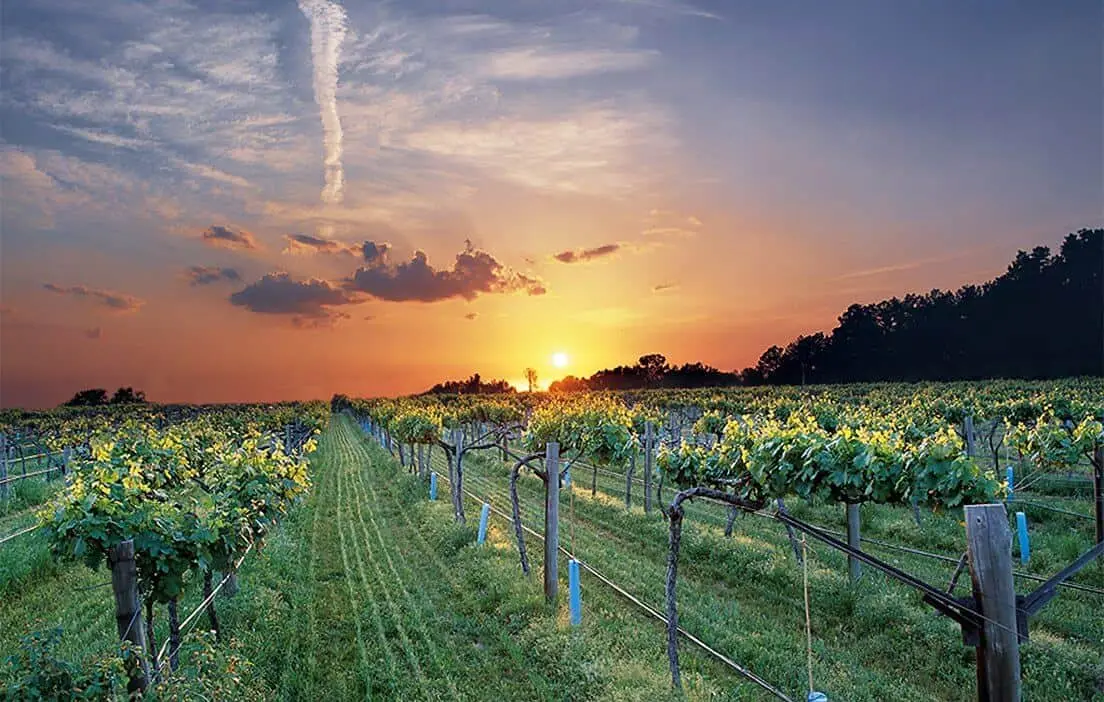 Wine and grape vineyard in Northwest Arkansas
