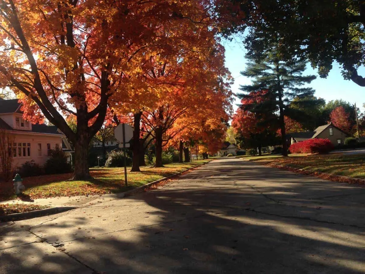 Preserved trees and nature in Northwest Arkansas community