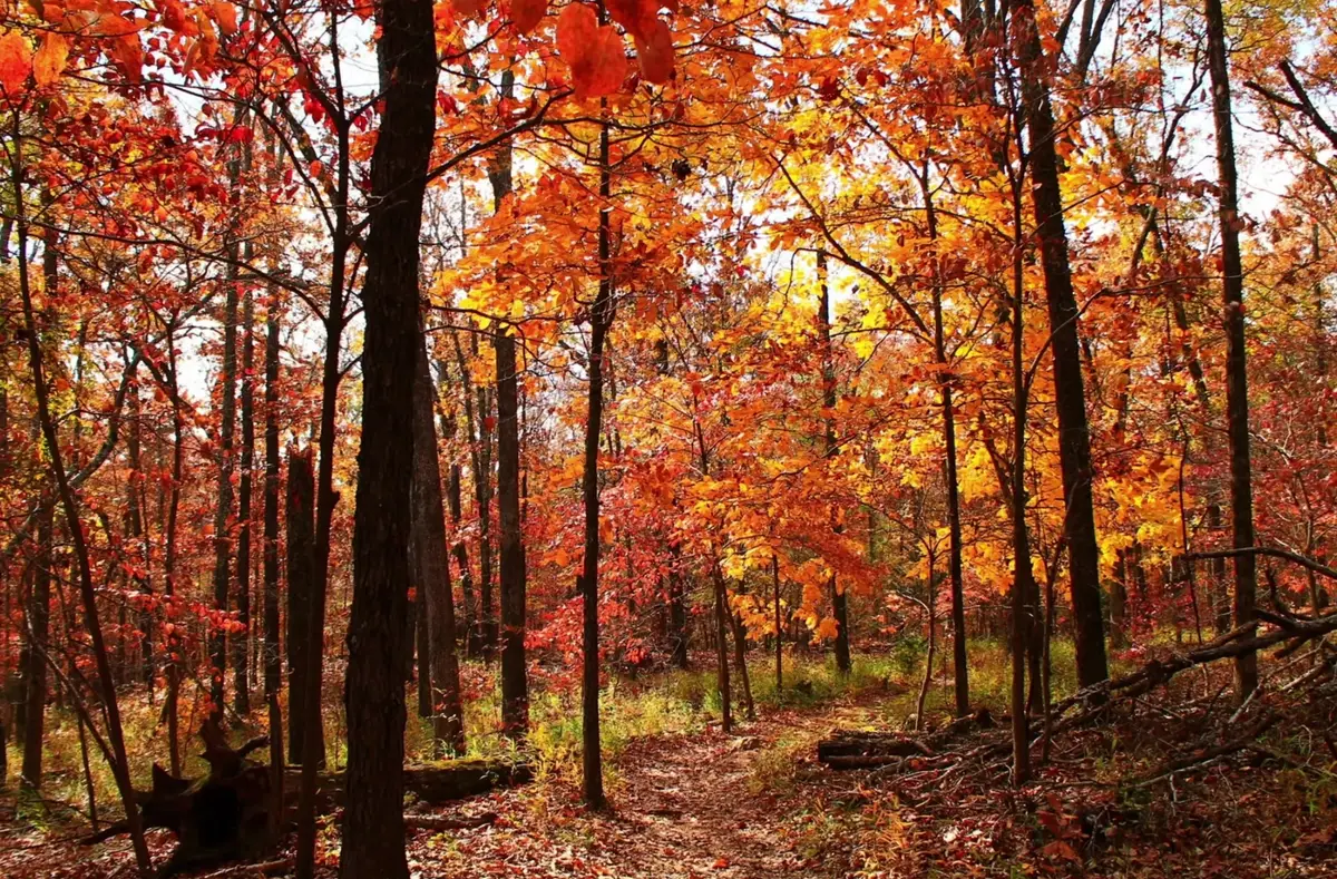 Bright orange and red fall leaves on a wooded trail, the kind of peak autumn color that draws leaf-peepers to the Fayetteville, Arkansas area