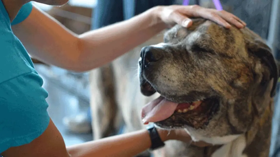 First Friday Pet-a-Palooza event in Bentonville Arkansas